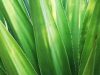 Aloe Vera In Your Skincare—The Green Secret to Glow!