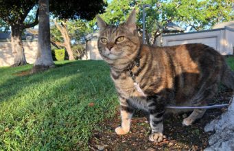 Sundays With Tabs the Cat, Makeup and Beauty Blog Mascot,
Vol. 864